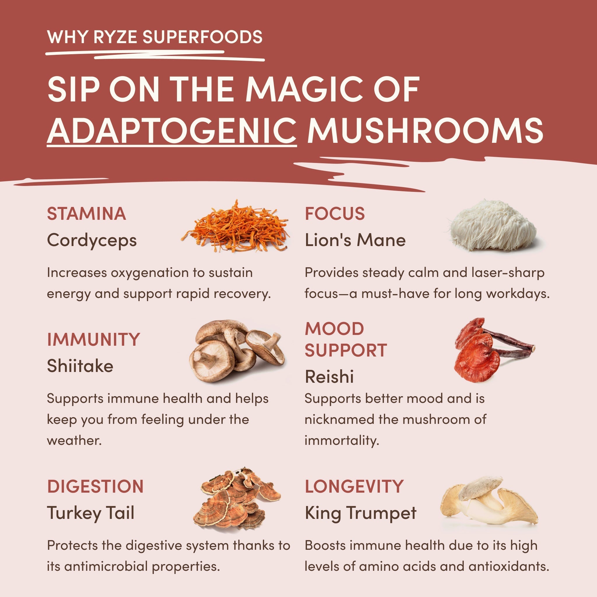 Mushroom Chicory (30 Servings) - Premium Pick