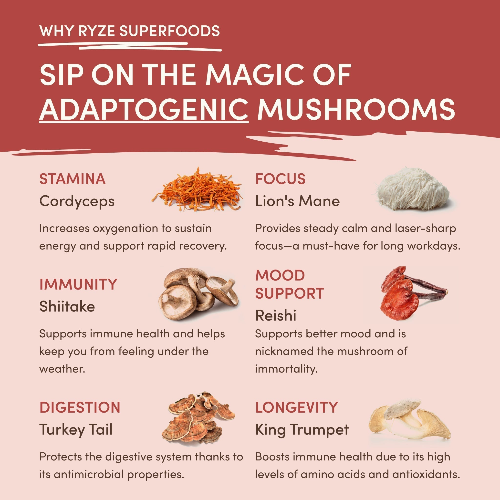 Mushroom Chai (20 Servings) - Morning Chai